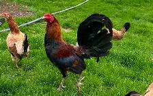 Old English (American) Game chicken hatching eggs