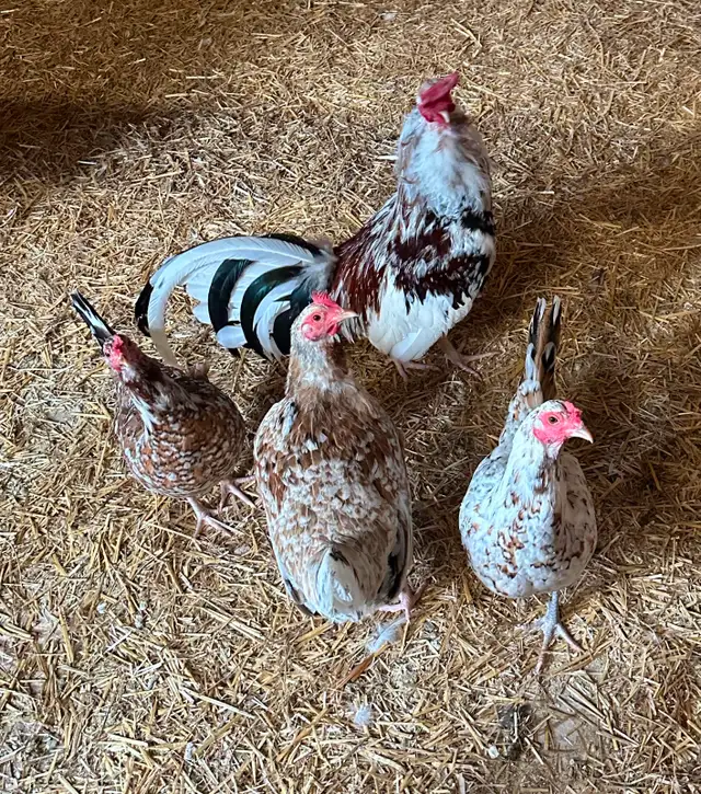 Old English (American) Game chicken hatching eggs - Photo 2
