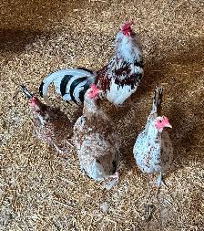 Old English (American) Game chicken hatching eggs - Photo 2