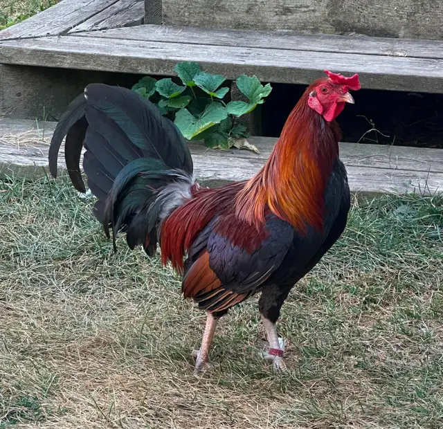 Old English (American) Game chicken hatching eggs - Photo 3