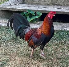 Old English (American) Game chicken hatching eggs - Photo 3