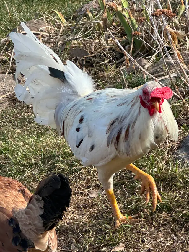 Old English (American) Game chicken hatching eggs - Photo 4