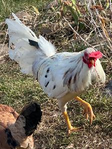 Old English (American) Game chicken hatching eggs - Photo 4