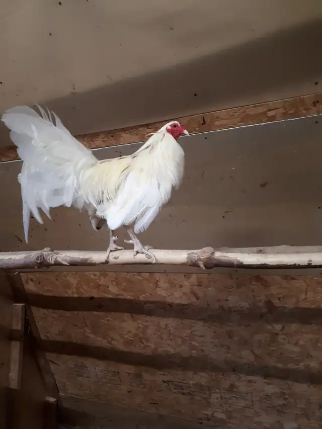 Old English (American) Game chicken hatching eggs - Photo 5