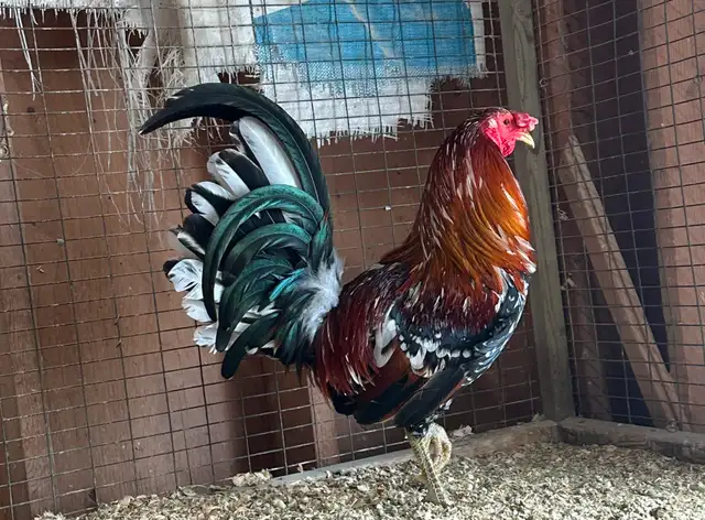 Old English (American) Game chicken hatching eggs - Photo 6