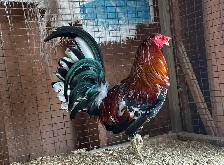 Old English (American) Game chicken hatching eggs - Photo 6