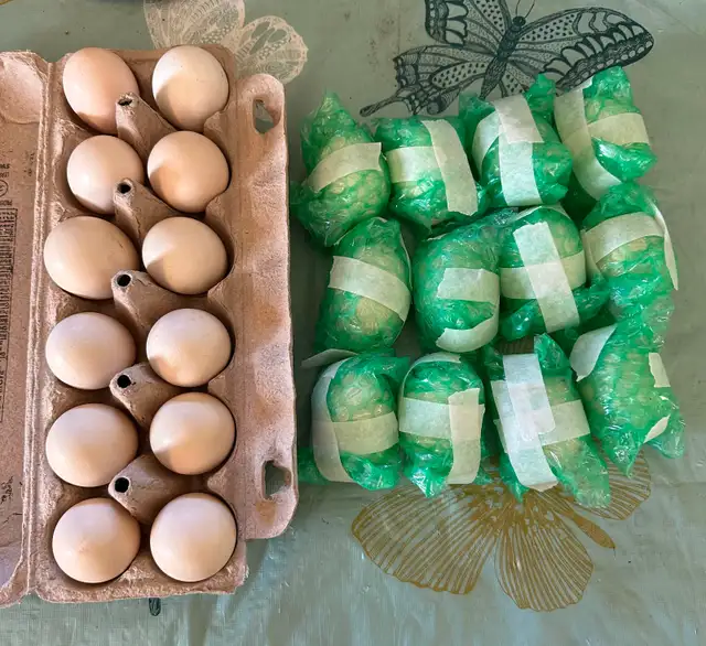 Old English (American) Game chicken hatching eggs - Photo 7
