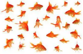 looking for unwanted goldfish