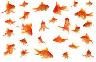 looking for unwanted goldfish