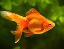 looking for unwanted goldfish - Photo 2
