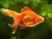looking for unwanted goldfish - Photo 2