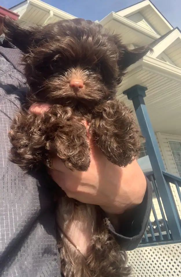 Chocolate Female Yorkshire Terrier Puppy Small Girl