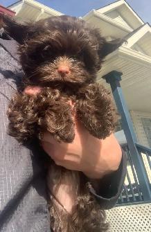 Chocolate Female Yorkshire Terrier Puppy Small Girl