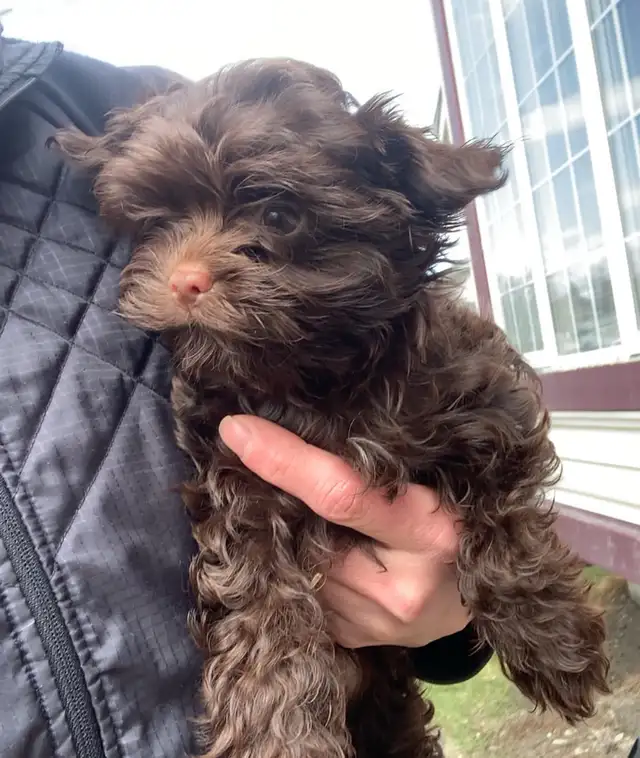 Chocolate Female Yorkshire Terrier Puppy Small Girl - Photo 2