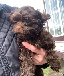 Chocolate Female Yorkshire Terrier Puppy Small Girl - Photo 2