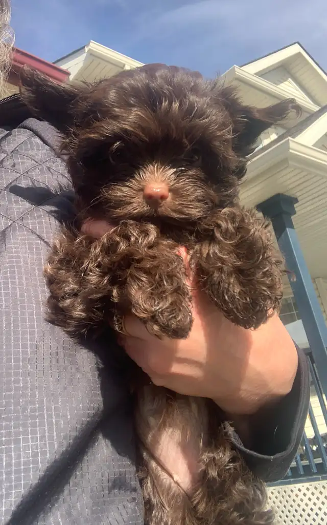 Chocolate Female Yorkshire Terrier Puppy Small Girl - Photo 3
