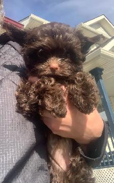 Chocolate Female Yorkshire Terrier Puppy Small Girl - Photo 3