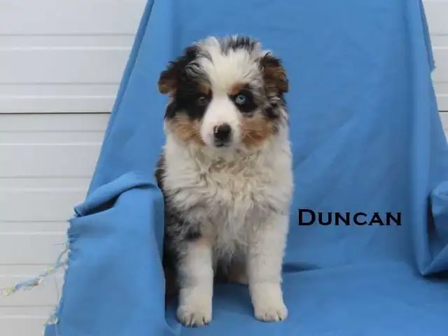 Mini aussie puppies