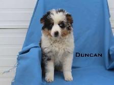 Mini aussie puppies