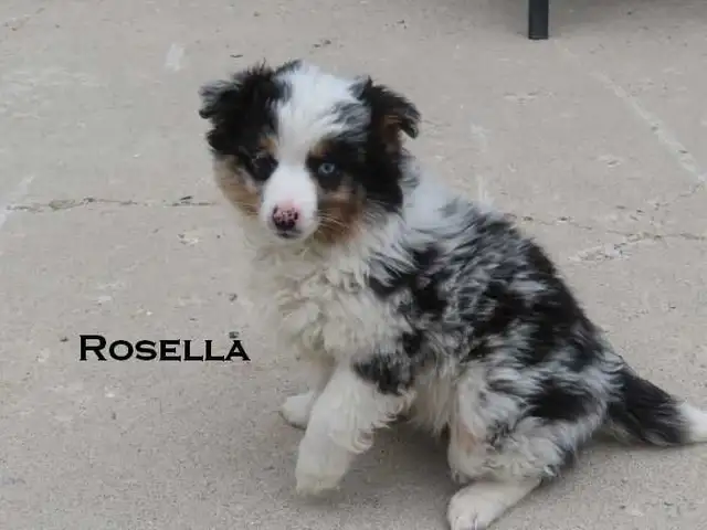 Mini aussie puppies - Photo 2