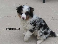 Mini aussie puppies - Photo 2