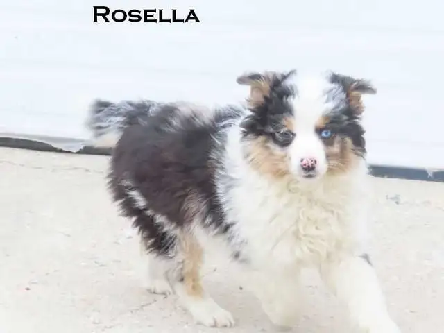 Mini aussie puppies - Photo 3