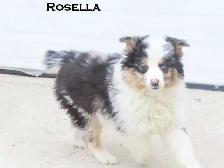 Mini aussie puppies - Photo 3