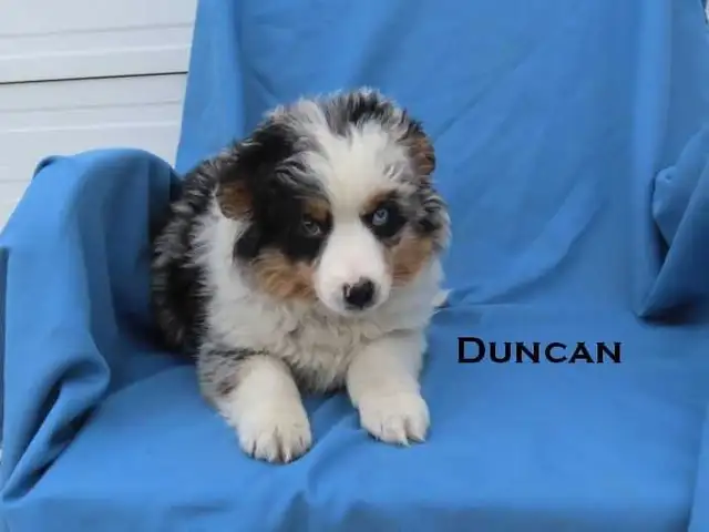 Mini aussie puppies - Photo 4