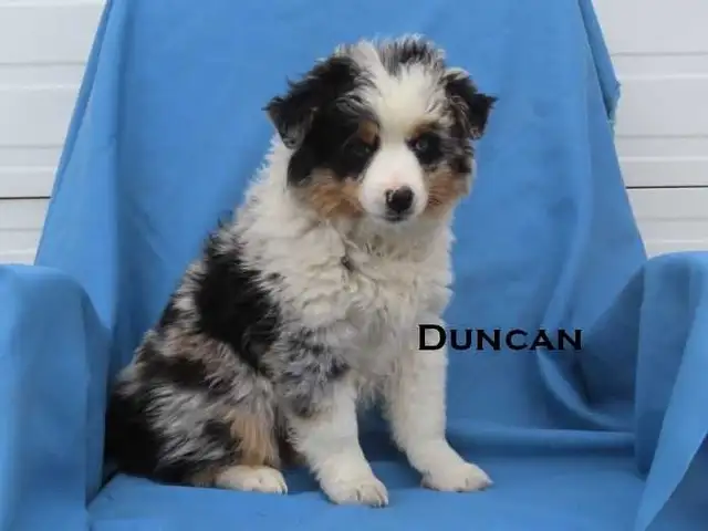 Mini aussie puppies - Photo 5
