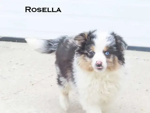 Mini aussie puppies - Photo 6