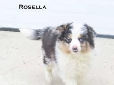 Mini aussie puppies - Photo 6