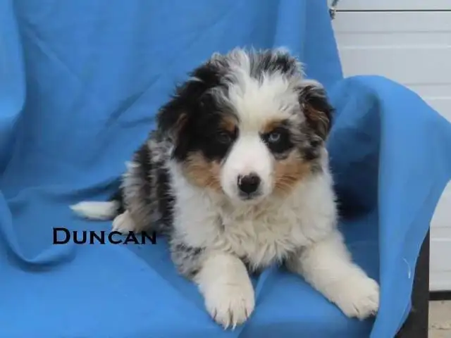 Mini aussie puppies - Photo 7
