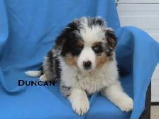 Mini aussie puppies - Photo 7