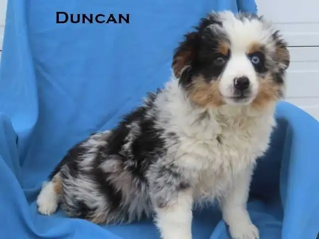 Mini aussie puppies - Photo 8