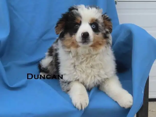 Mini aussie puppies - Photo 9