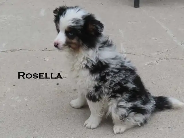 Mini aussie puppies - Photo 10