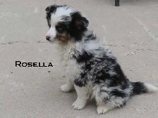 Mini aussie puppies - Photo 10
