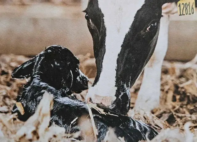 Bovine breeding services