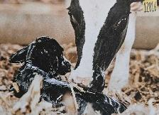 Bovine breeding services