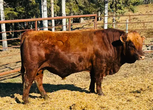 Red Simmental Bull - Photo 2