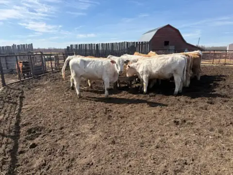 For Sale 14 home raised Charolais Replacement Heifers