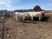 For Sale 14 home raised Charolais Replacement Heifers