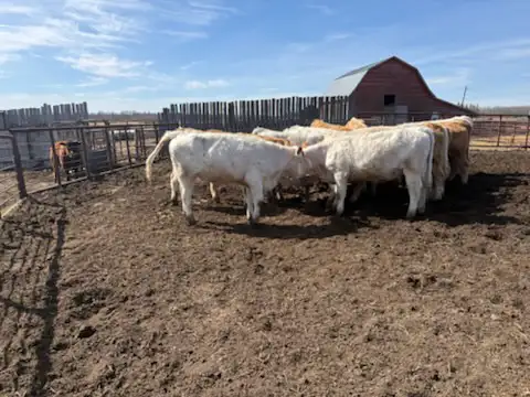 For Sale 14 home raised Charolais Replacement Heifers - Photo 2