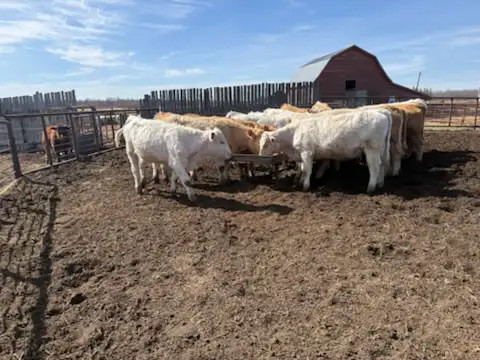 For Sale 14 home raised Charolais Replacement Heifers - Photo 3