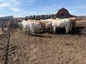 For Sale 14 home raised Charolais Replacement Heifers - Photo 3