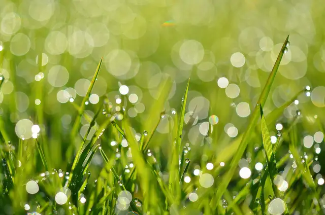 Lawn Maintenance