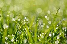 Lawn Maintenance