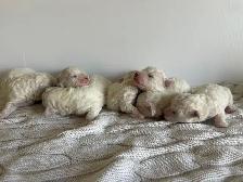 Bichon puppies Registered breeder