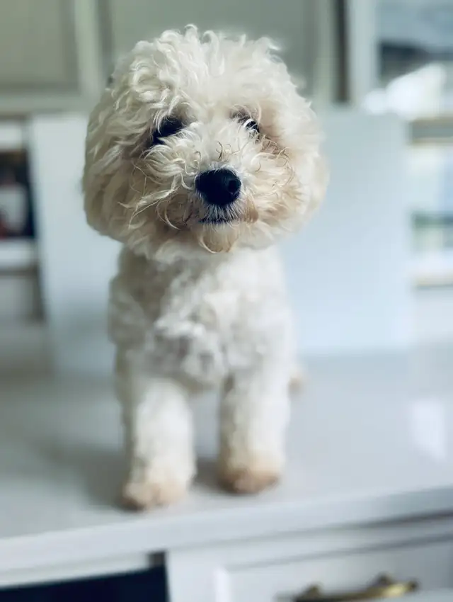 Bichon puppies Registered breeder - Photo 2