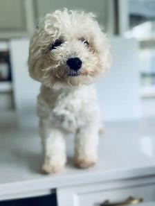 Bichon puppies Registered breeder - Photo 2